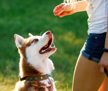 Dog Motivational Training. Trainer Gives The Husky A Reward