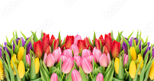 Fototapeta na wymiar Fresh spring tulip flowers with water drops