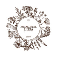 Vector Design With Hand Sketched Herbs. Retro Background With Medicinal Herbs. Vintage Tempate