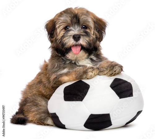 Fototapeta na wymiar Cute happy havanese puppy dog playing with a soccer ball toy