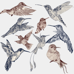 Poster - Vector set of detailed hand drawn birds for design