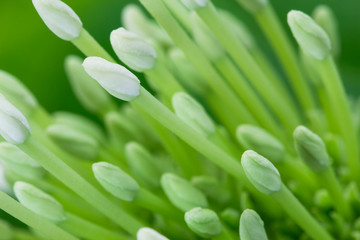 Bloom stage of white Lxora flowers with macro shooting