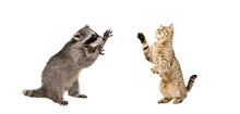 Playful Raccoon And Cat Scottish Straight