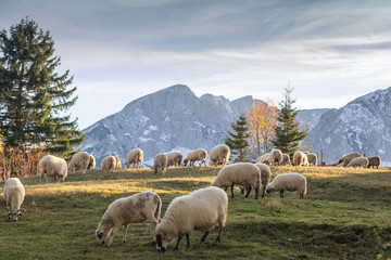 Wall Mural - Flock of sheep grazing