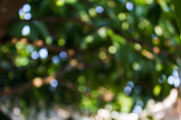 Wall Mural - colourful nature bokeh light for romantic soft light background