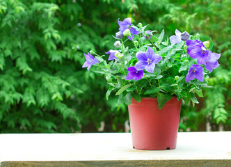 Wall Mural - purple balloon flower or platycodon grandiflorus flower in brow