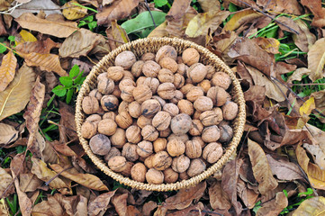 Wall Mural - Harvested walnuts in a basket