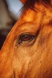 Fototapeta Konie - Eye of chestnut color horse close view.