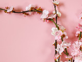 flowering branches of cherry (sakura) on a pink background