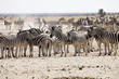 huge herds of Damara zebra, Equus burchelli  and antelope at waterhole Etosha, Namibia