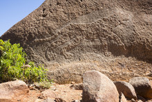 Rock Carving Of Lioness At Gobodura Hill