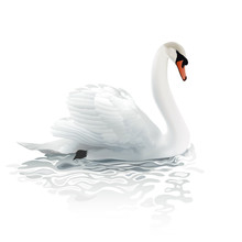 Swan.
Hand Drawn Vector Illustration Of A Mute Swan Resting On The Surface Of A Rippled Water, Surrounded By Bright Morning Light.
