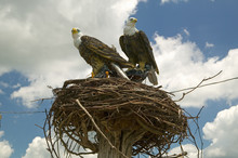 Two Fake Eagles And A Nest On The Roadside In Rural Virginia
