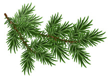 Fur-tree Branch. Green Fluffy Pine Branch
