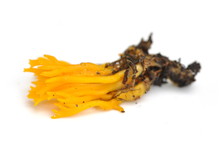 Yellow Stagshorn Fungus Calocera Viscosa On White Background