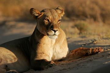 Wall Mural - a lioness (panthera leo) lying down in early morning light, kalahari desert, south africa.