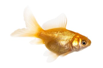 Wall Mural - Isolated of the gold fish on white