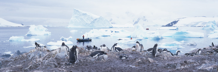 Wall Mural - Panoramic view of Gentoo penguins with chicks (Pygoscelis papua), glaciers and icebergs in Paradise Harbor, Antarctica