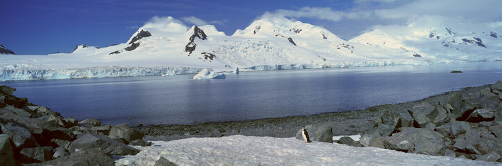 Wall Mural - Panoramic view of Chinstrap penguin (Pygoscelis antarctica) among rock formations on Half Moon Island, Bransfield Strait, Antarctica