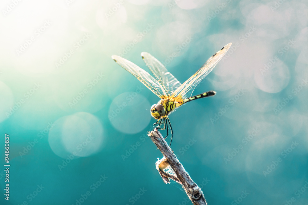 Beautiful dragonfly and blur bokeh background - obrazy, fototapety, plakaty 