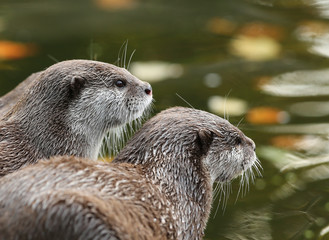 Wall Mural - Close up of Oriental Short-Clawed Otters