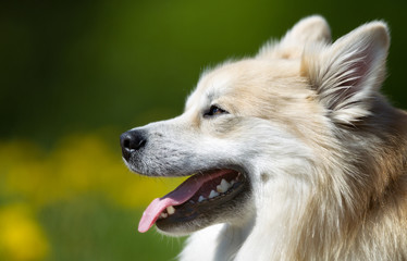 Sticker - Icelandic Sheepdog outdoors in nature