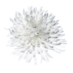 White chrysanthemum isolated on white