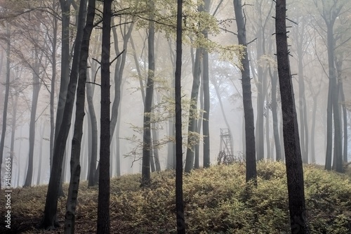 Fotografía Misty autumn forest in Poland