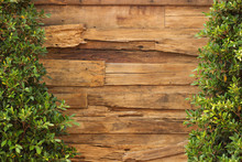 Wall Wood Texture And Plants