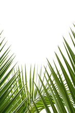 Palm Tree Branches With Cloudy Blue Sky And Copy Space For Text