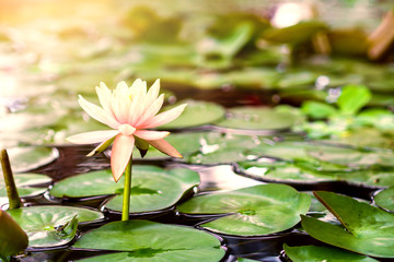 Wall Mural - lotus flower background