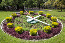 Flower Clock Against The Background Of Green Grass