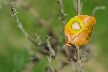 leaves