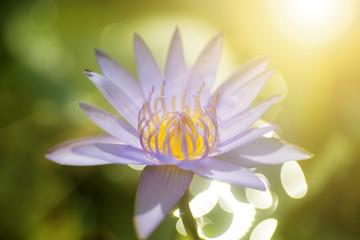 Wall Mural - lotus flower
