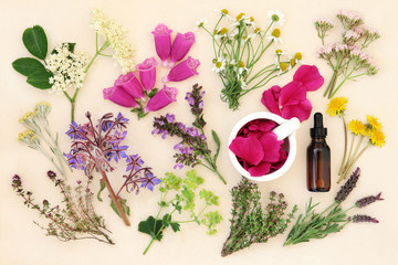 Wall Mural - Medicinal Flowers and Herbs