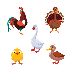 Wall Mural - Poultry Domestic Birds, Vector Illustration Set