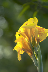 Wall Mural - yellow flower