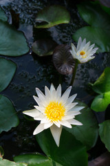 Wall Mural - white lotus flower