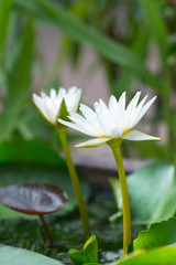 Wall Mural - white lotus flower