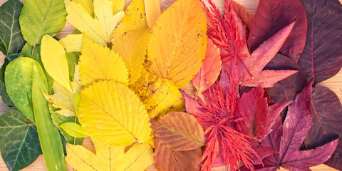 Wall Mural - rainbow of colorful autumnal leaves, fall foliage, autumn and thankgiving panorama header