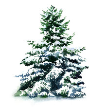 Christmas Tree Covered Snow In Winter, Isolated