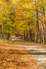 Wall Mural - country road in fall, Vermont.