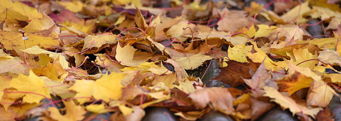 Wall Mural - automne