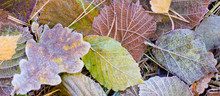 Autumn Leaves And Frost