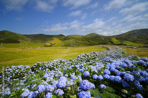 Fotomural Flores, hydrangea wild field, azores, portugal