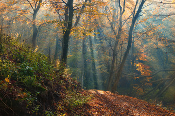 Wall Mural - Amazing sunrays of colorful dreamy autumn forest