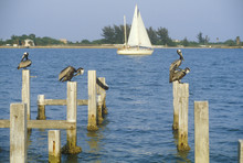 Pelican Perching On Dock, Tampa Bay, FL