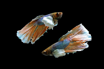 Siamese fighting fish, betta splenden isolated on black background