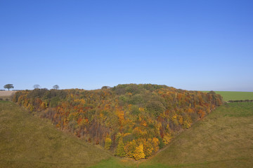 Poster - colorful autumn woodland