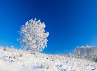 Wall Mural - winter landscape a panorama with the blue sky  and the one  tree